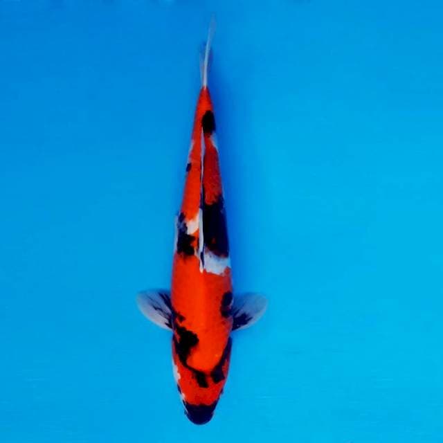 YOKO 8 - Showa Sansoku ®