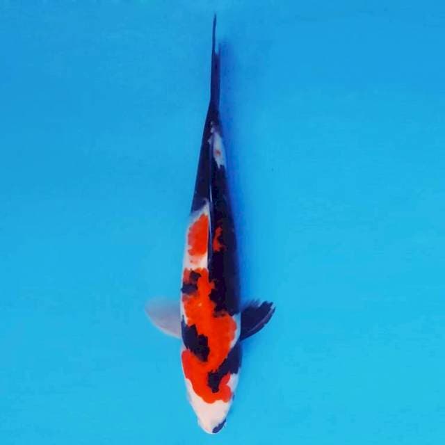 YOKO 14 - Showa Sansoku ®