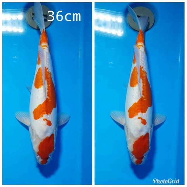 Maruten Kohaku