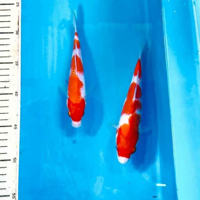 Paket 2 ekor, 19,20 cm