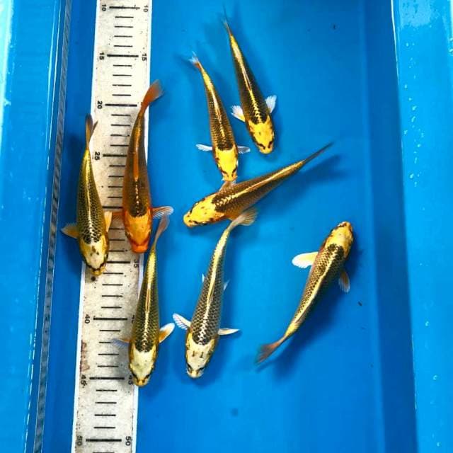 Aka Matsuba 8 ekor, 14-17 cm