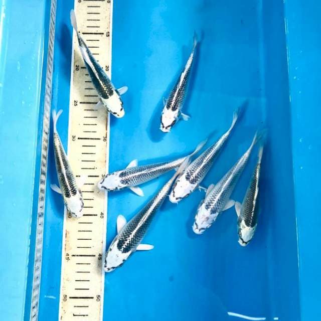 Matsuba 8 ekor, 14-17 cm