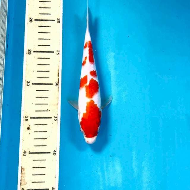 Kohaku, 20 cm