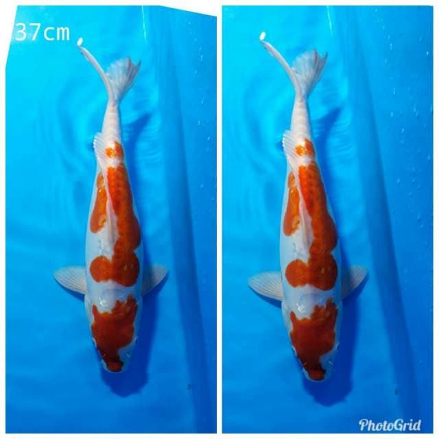 Kohaku