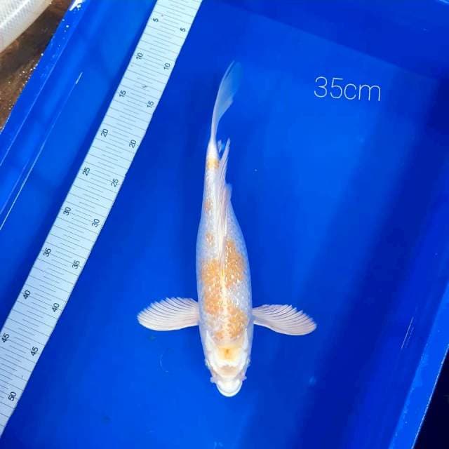 Kumpay hariwake 35cm