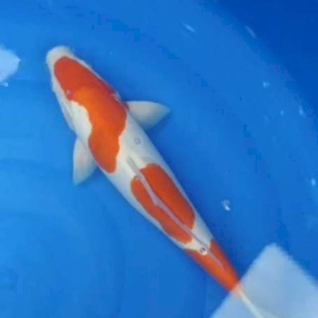 Kohaku doitsu murni 40cm