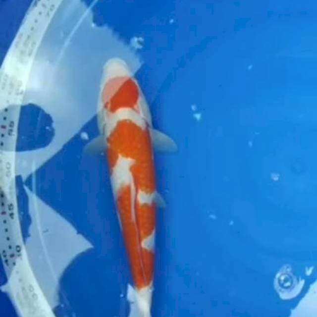 MARUTEN KOHAKU 40CM