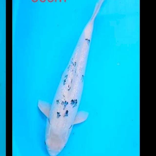 Beko gindrin 55cm 