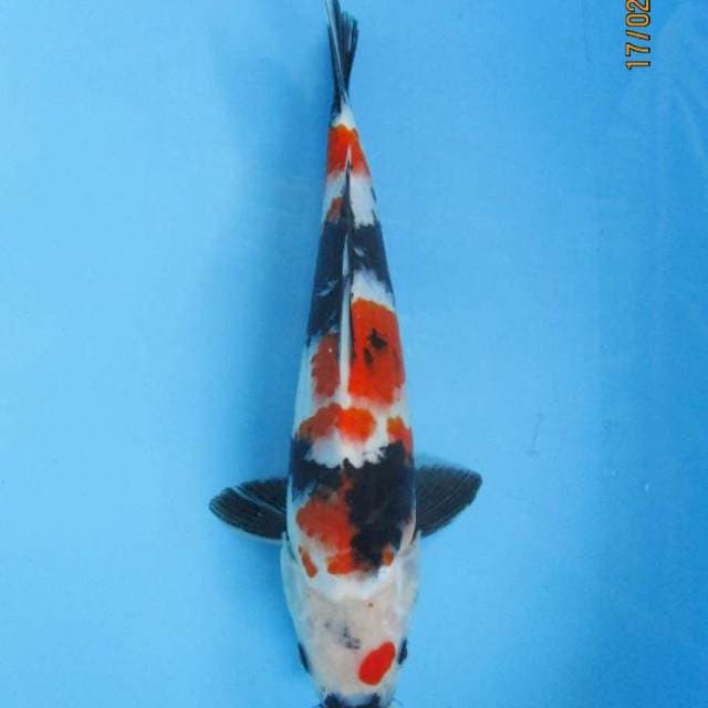 Kindai Showa 32 cm