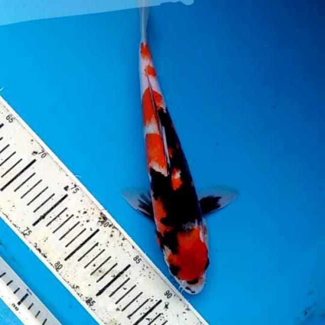 Showa 33cm