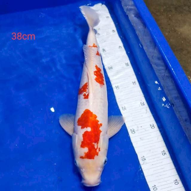 Kohaku 38cm male