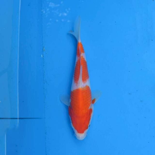 Kohaku Original F1