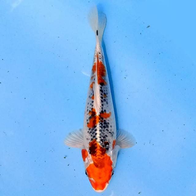 Kujaku 22cm