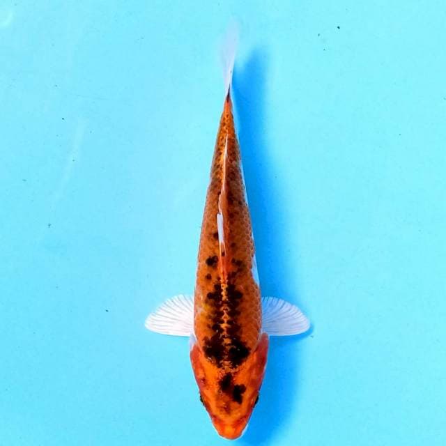 Aka Matsuba 19cm