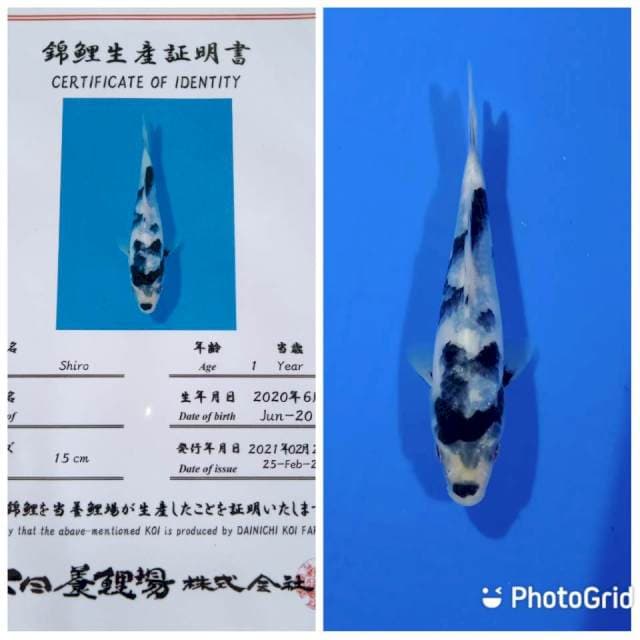 Shiro tosai dainichi 