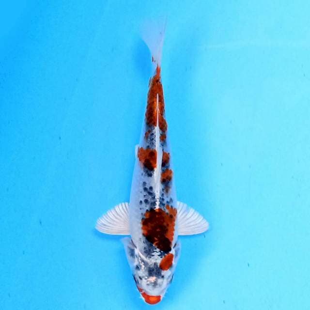 Hesei Nishiki 18cm
