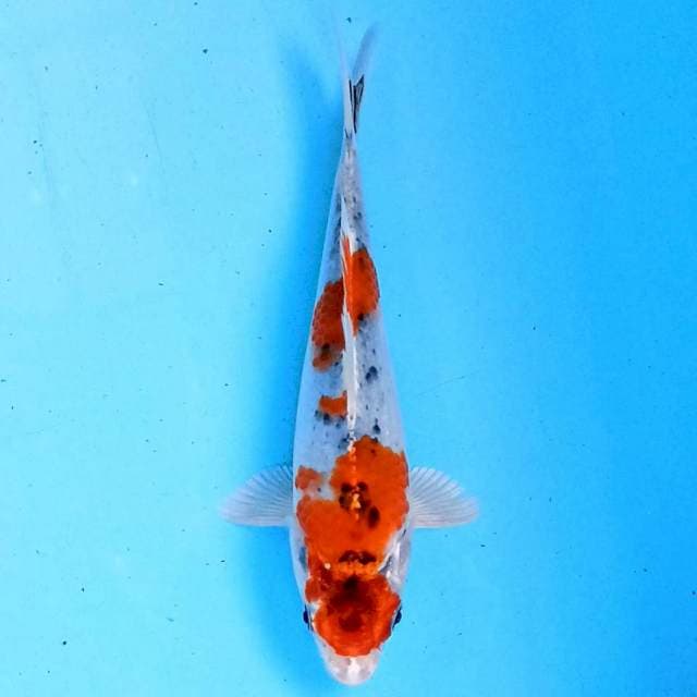 Hesei Nishiki 18cm
