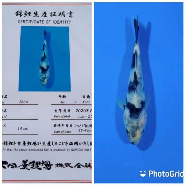 Shiro tosai dainichi