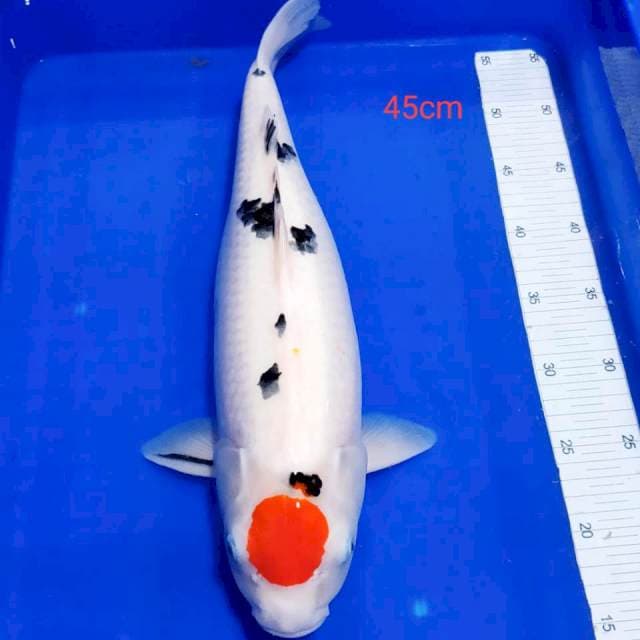 Tanco sanke 45cm