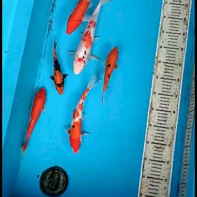 Mix koi 18-30 cm