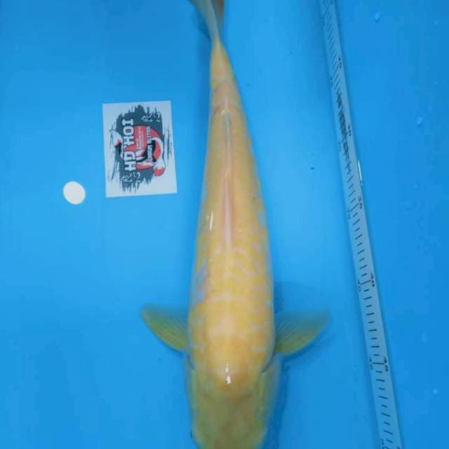 Karashi aragoke MM 37 male