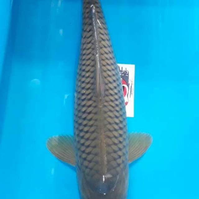 Chagoi 40 cm