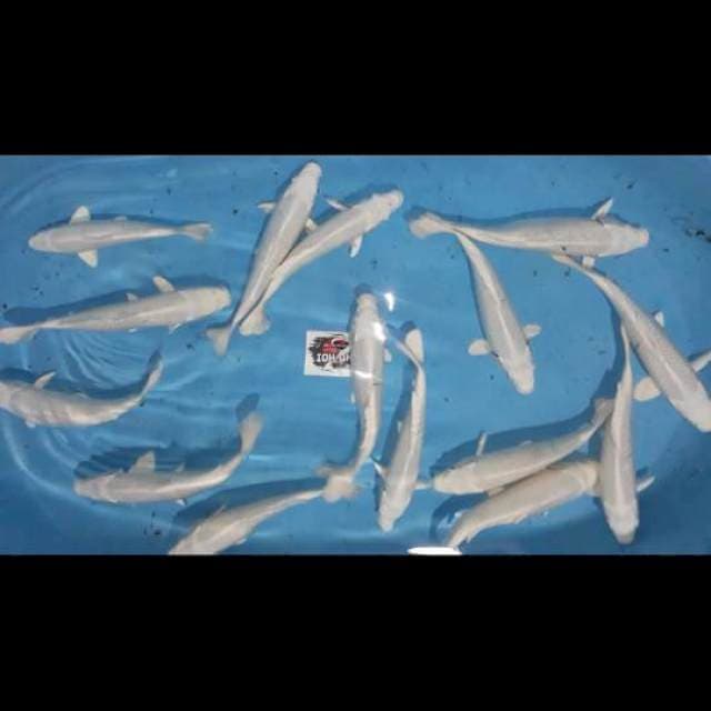 Super white 21-27cm paket 15 ekor