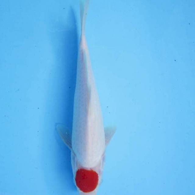 Tancho Kohaku