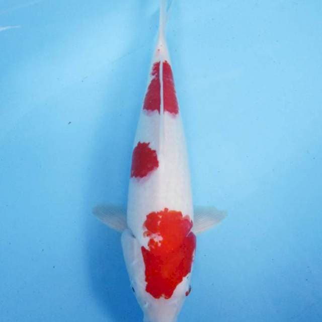 Kohaku