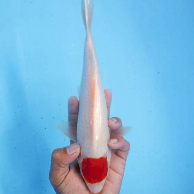 Tancho Kohaku