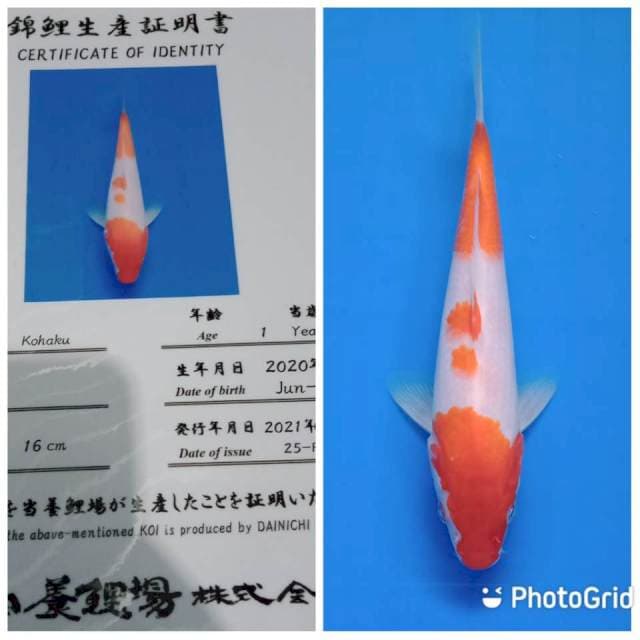 Kohaku tosai dainichi