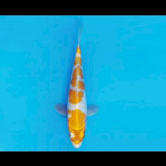 Hariwake 24cm