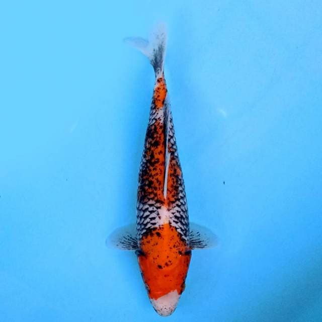 Beni Matsukawabake 25 cm