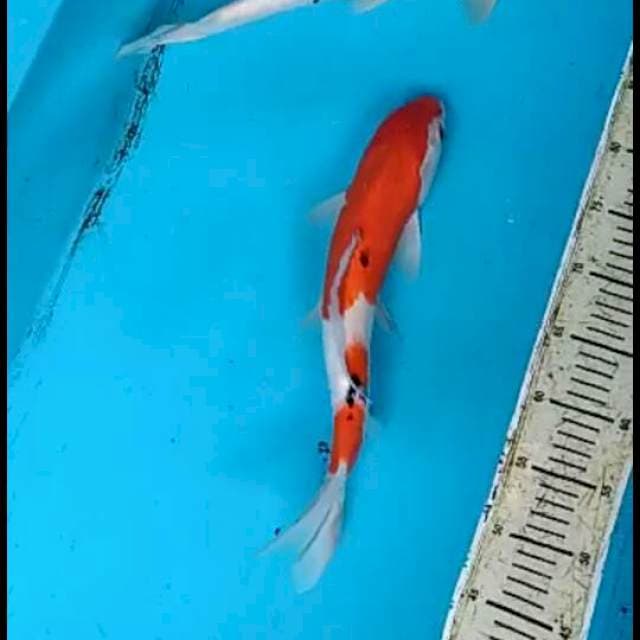 Mix koi 2 ekor