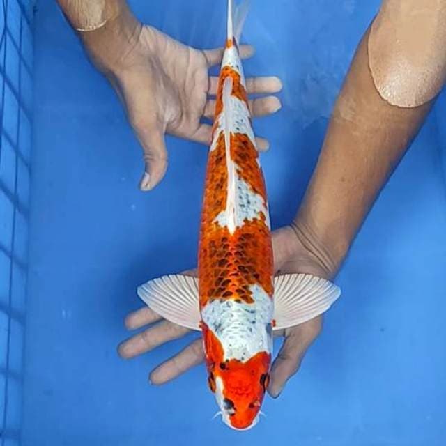 Kojaku 40cm