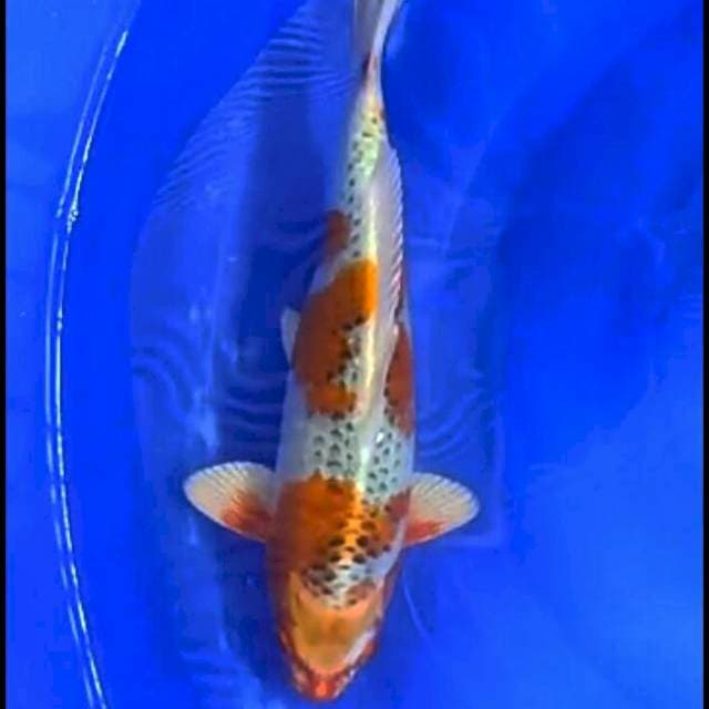 Kojaku 35.Cm Male