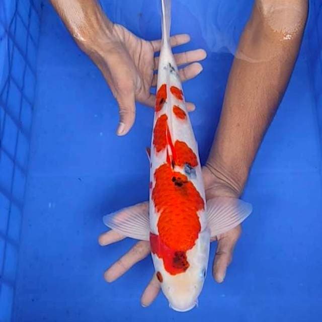 Sanke 39cm