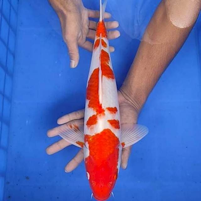 Kohaku 40cm