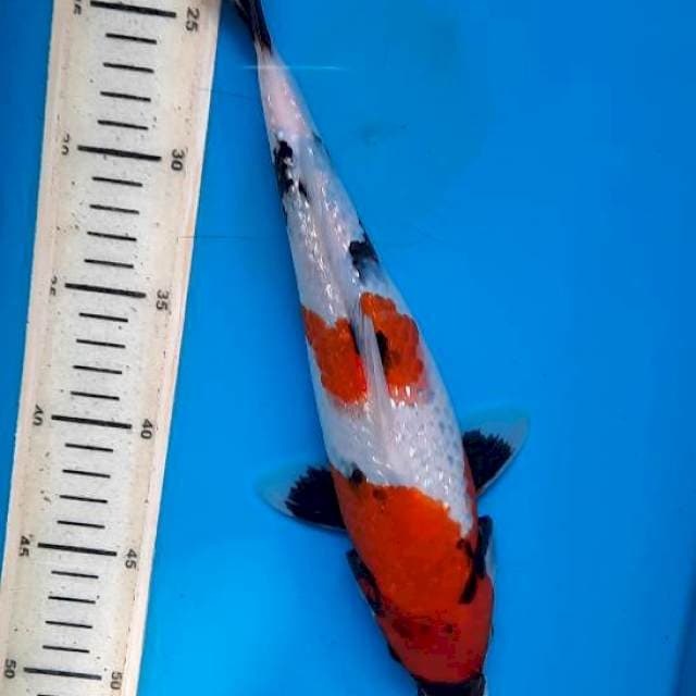 Showa gindrin 30cm