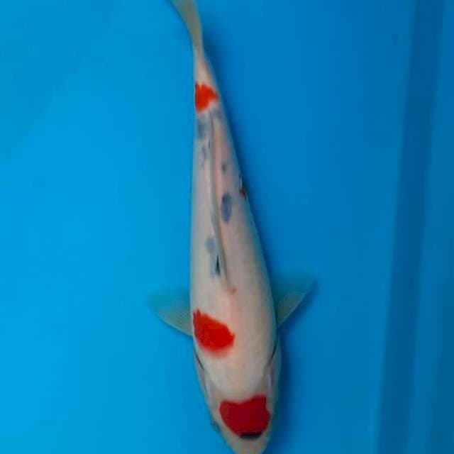 Tancho showa 18cm