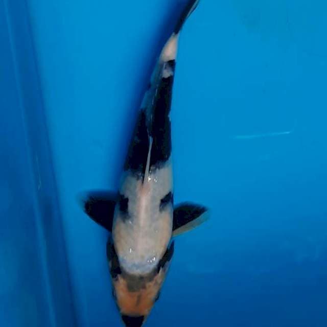 Shiro 19cm