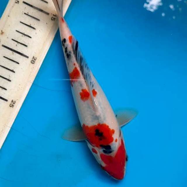 Showa 21cm 
