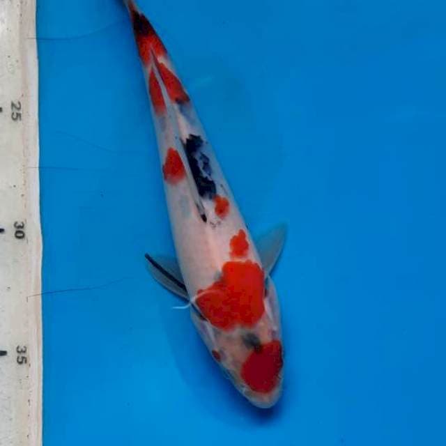 Maruten showa 20cm 