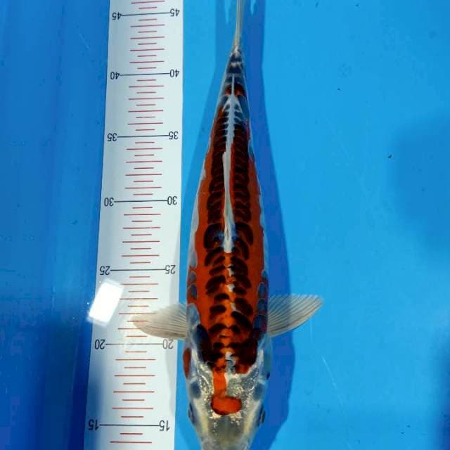 Beni kikoryu 34cm
