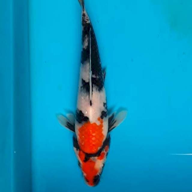 Showa 17cm