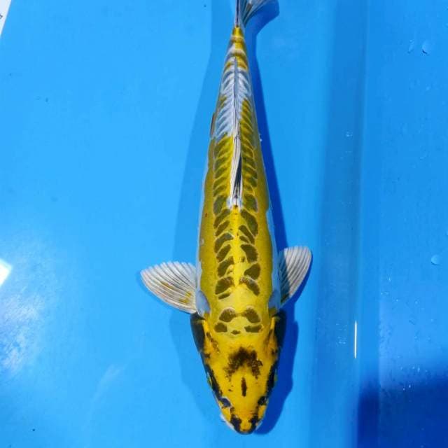 Kiko 33cm HQ