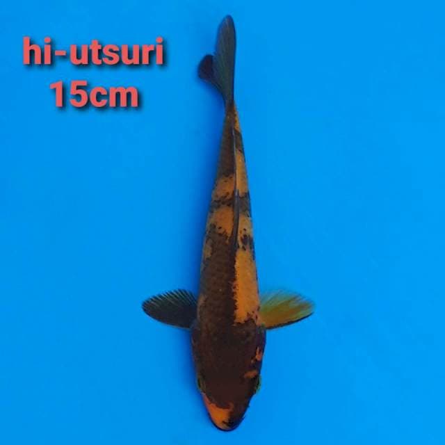 F1 Hi Utsuri 15cm
