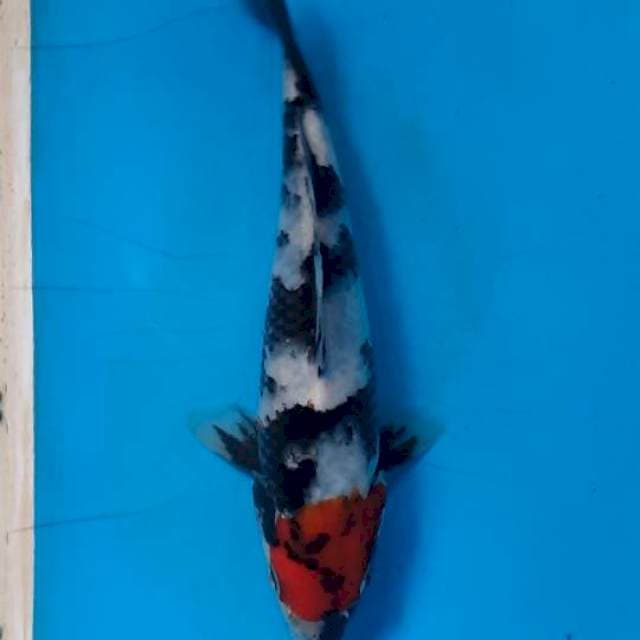 Tancho showa 15cm 