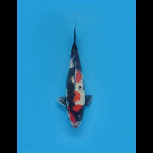 Black - Showa Sanshoku 
