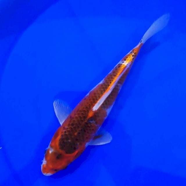 GOSHIKI 27CM